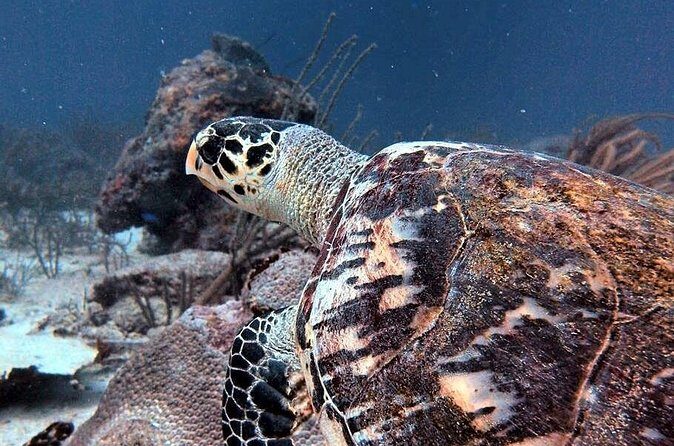 Aruba 1-Tank guided Dive for certified divers with rental equipment - Price math: $99 plus 7% tax and what you get for it