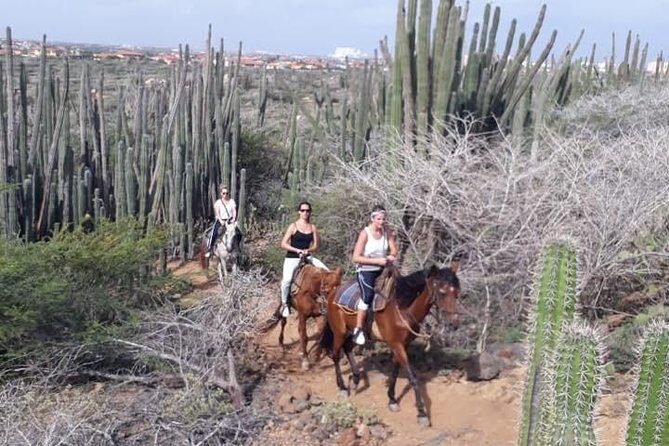 Aruba 2,5 hrs Horseback Riding For Advanced Riders - Getting to Rancho Notorious: early start, short window, real schedule