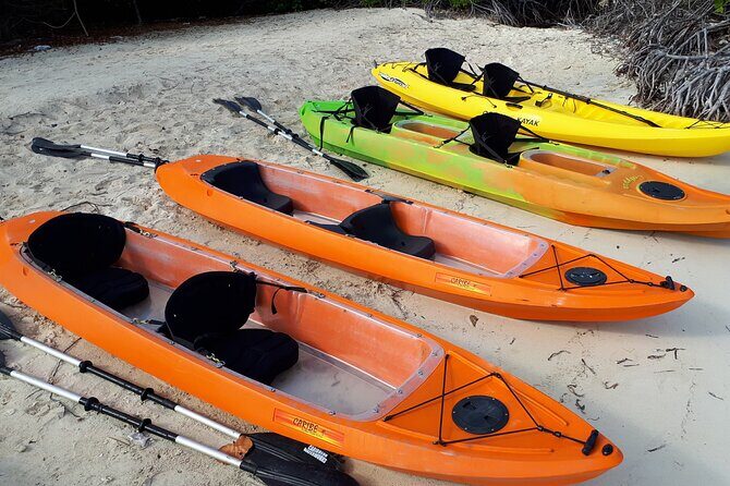 Aruba Glass Bottom Kayak Tour through the Mangrove Forest - Santo Largo: big mangrove trees and a reality check