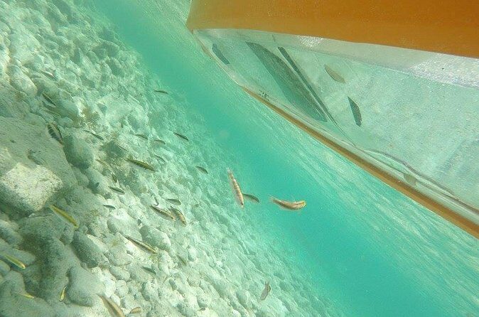 Aruba Glass Bottom Kayak Tour through the Mangrove Forest - Guides, safety, and the multi-language storytelling that makes it click