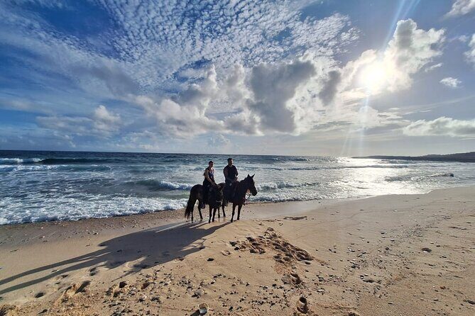 Aruba Horseback Riding Tour For Advanced Riders - Price and value check: $125 makes sense if you plan smart