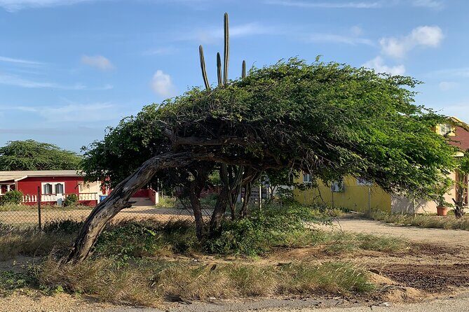 Aruba Private Island tour A/C Van - Bushiribana Ruins: Old Gold Mine Remains Against the Coast