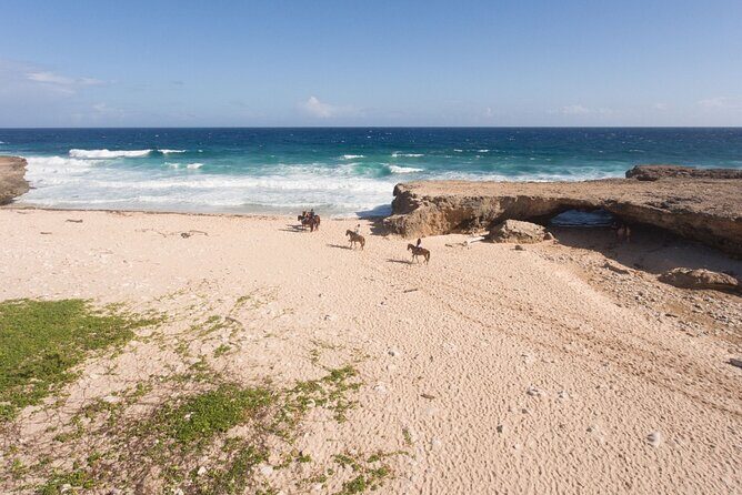 Horseback Riding Wariruri Beach Tour in Aruba - Key highlights at a glance