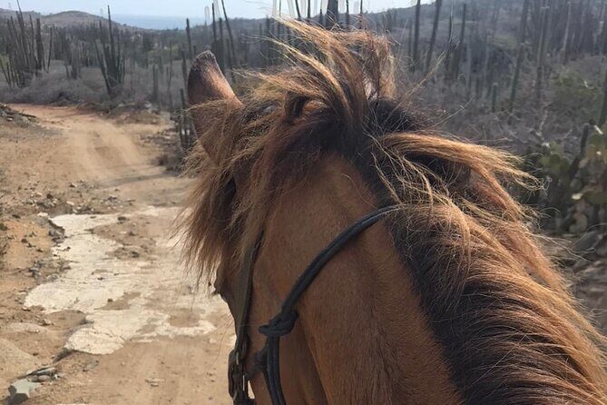 Horseback Riding Wariruri Beach Tour in Aruba - Wariruri Beach: ocean views, photo stops, and how the sand ride works