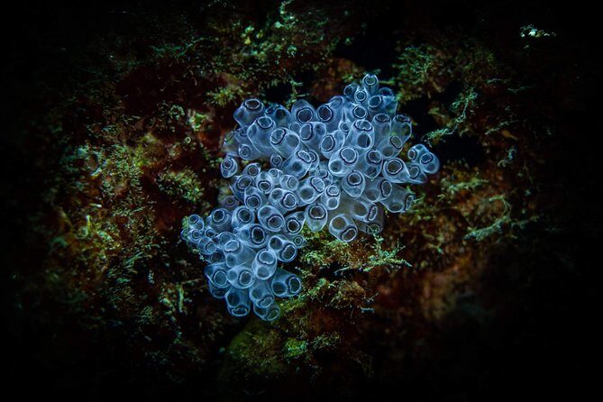 Night Shore Diving Mangel Halto Aruba for Certified Divers - Pickup and small-group attention: better communication when it’s dark