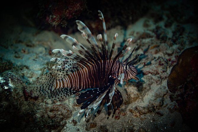 Night Shore Diving Mangel Halto Aruba for Certified Divers - Facilities and comfort: showers, lockers, and restrooms after you get back