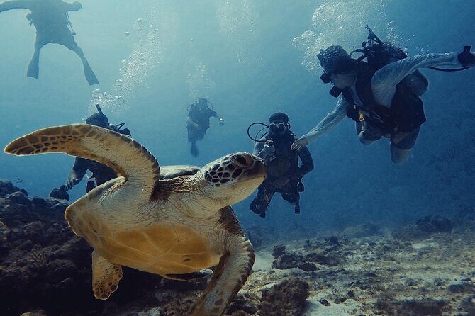 Private Dive + videographer/Photographer (Certified divers only) - Private photo-focused scuba session in Aruba: what it’s best for