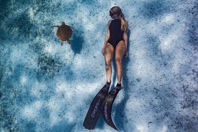 Private Turtle Spotting Snorkeling Excursion in Aruba - What you might see: turtles, rays, reef fish, and the occasional surprise
