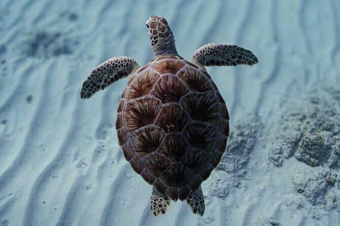 Turtle Snorkeling Aruba: Private Tour with Video - Key things I’d circle before you book