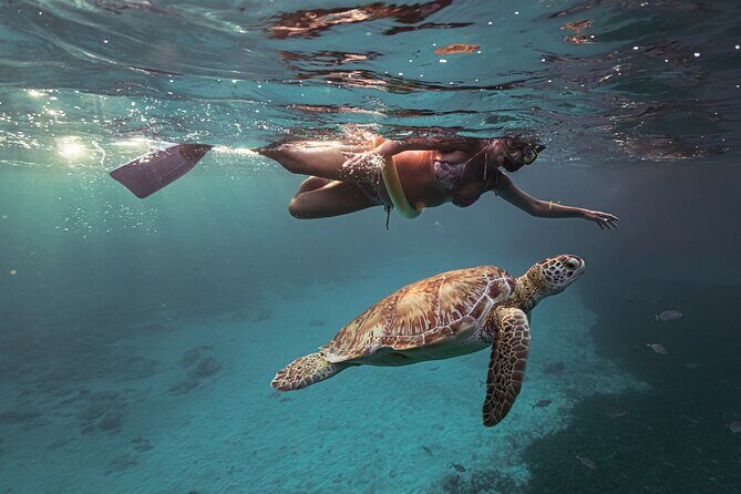 Turtle Snorkeling Aruba: Private Tour with Video - Turtle insurance and wildlife value: why it feels fair